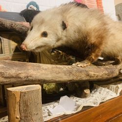 Taxidermy Opossum Mount Vintage 