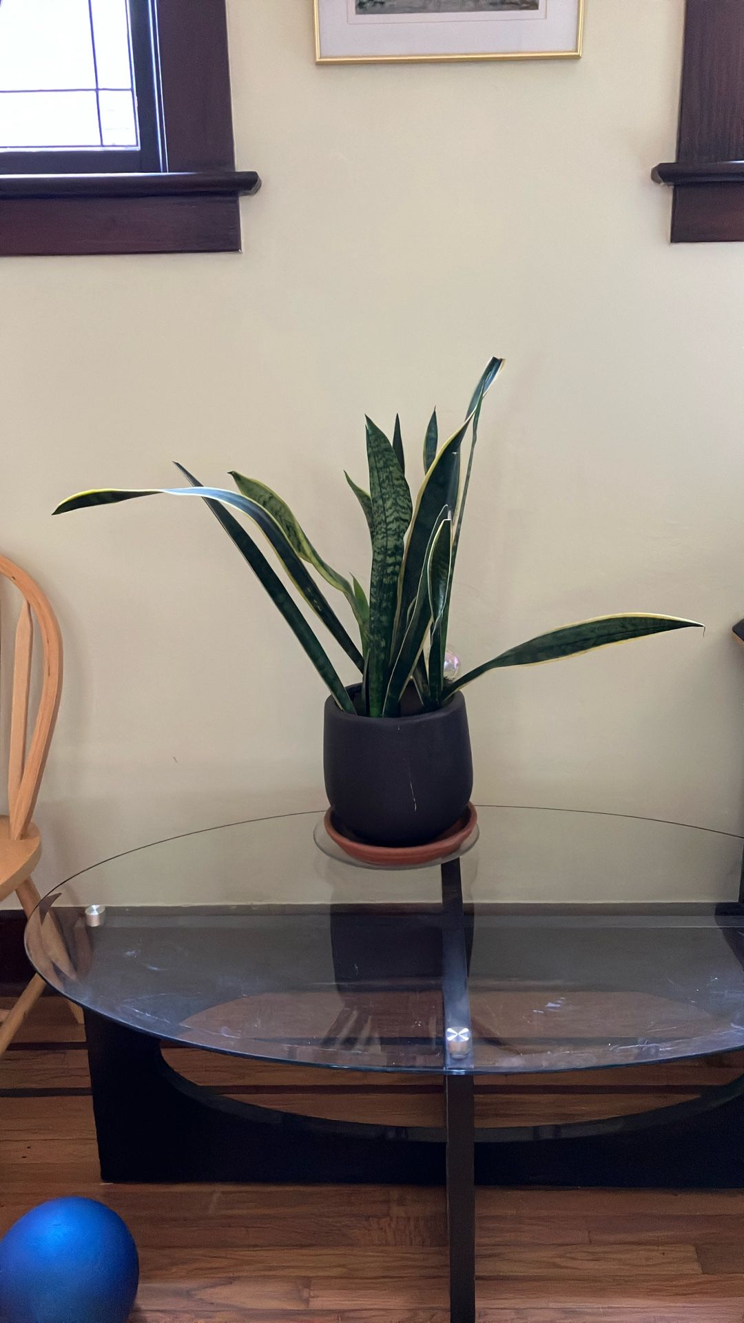 Snake Plant In Pot