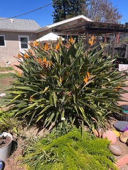 Free Large Bird of Paradise Plant in Bloom