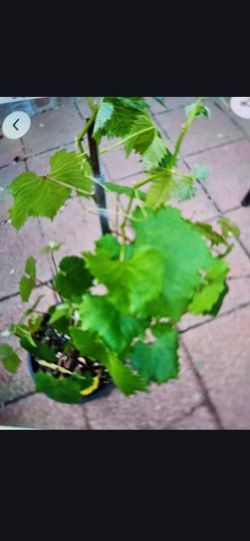 Red organic big fruit globe grape CUTTINGS
