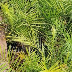 QUEEN & CANARY DATE PALM TREES FOR SALE