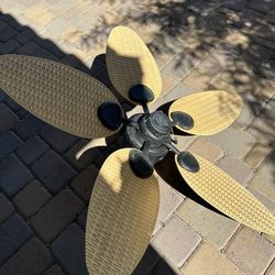 Fan 