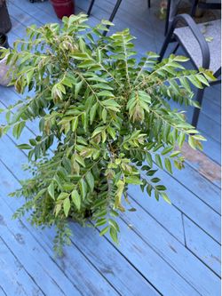 Healthy Mature Curry Tree