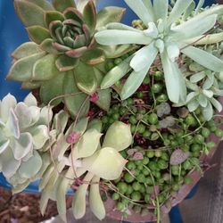 Cement Pot Arrangement Succulents Plant.