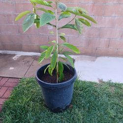 Avocado Tree/plant 