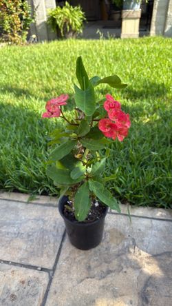 Corona de Cristo planta grande con flor grande  en New caney 77357 $25