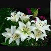 Lilly  
