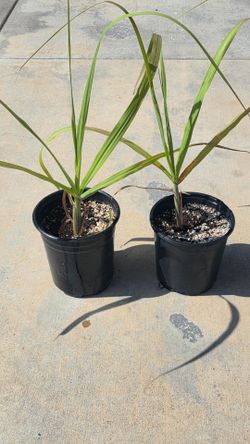 Sugar cane plant