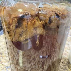 Kombucha SCOBY