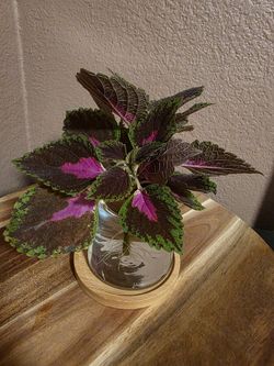 French Quarter Coleus Rooted in Glass jar