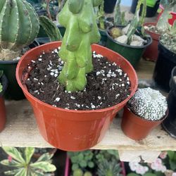 Boobie Cactus 🌵 Plant 