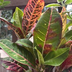Croton Gardening Plant 