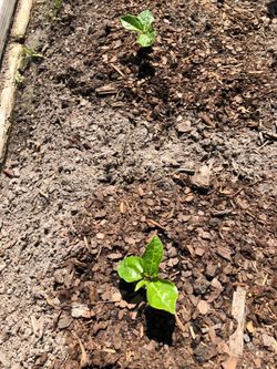 Passion fruit vines