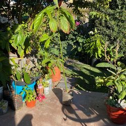 Avocado Tree