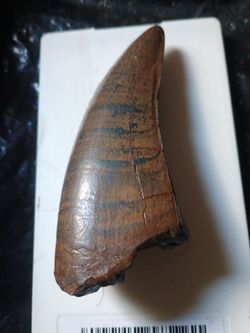 Large Fossil Dinosaur Tooth Specimen
