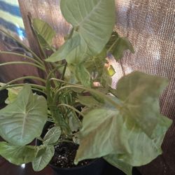 Arrowhead Plants 