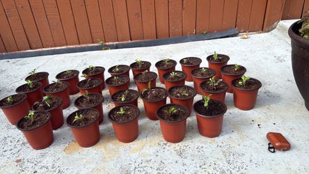 Krishna Tulasi plant for sale