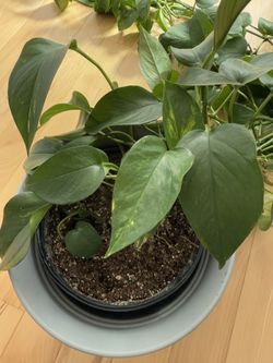 Golden Pothos Plant 8 Feet