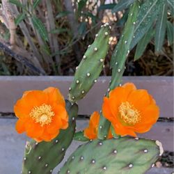 California Sunshine Live Cactus Plant Sunset Orange Flowers - 1 Gallon Pot