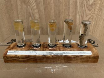 Development of Coho Salmon Fish Eggs Display 