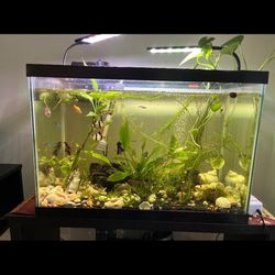 Full Set Glass Aquarium W/ Fish