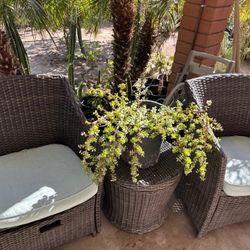 Elephant Food Plant $30