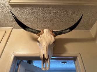 Cow Skull with Horns