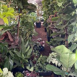 🪴❤️🎉happy Sat !!!Open houseplant sale today now until7pm; 95820 