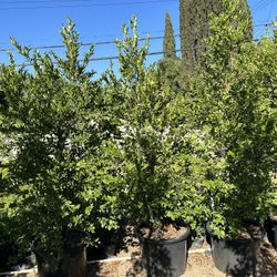 Carolina Cherry Privacy Hedge