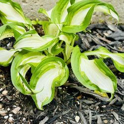 Variegated HOSTA’S 