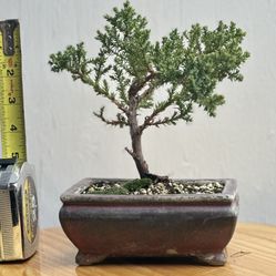 Juniper procumbens Nana Bonsai tree, in clay pot with Kyoto moss #2