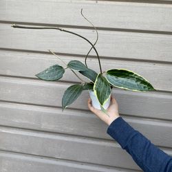 4” hoya macrophylla