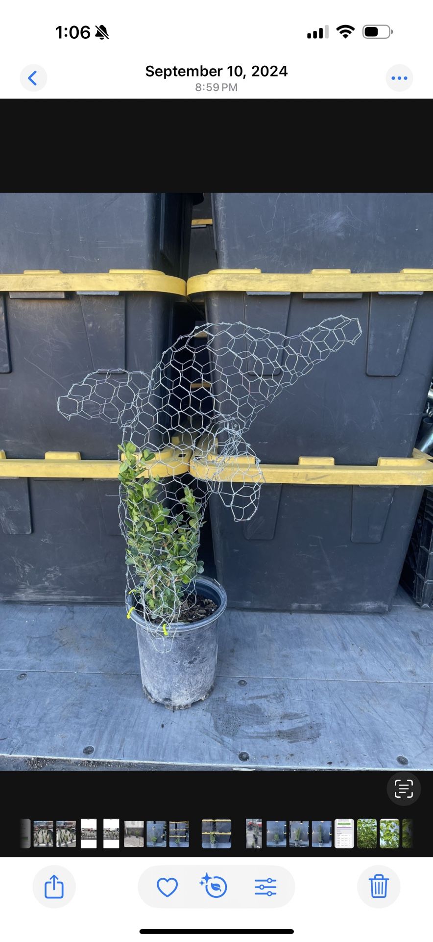 Dolphin Topiaries With Plant