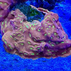 FAKE Jack-O-Lantern Coral 