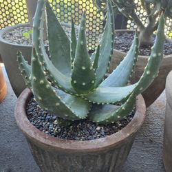Aloe Marlothii Aka Mounatin Aloe