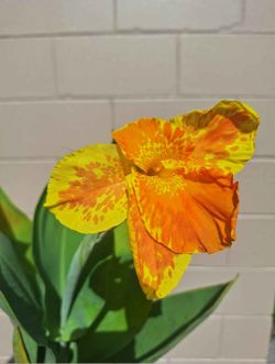 Potted Canna Yellow King Humbert (Canna Lily)