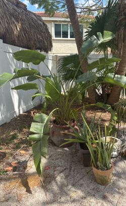7 Foot Birds Of Paradise