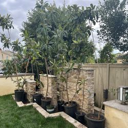 Loquat Níspero Tree Large Sizes Available