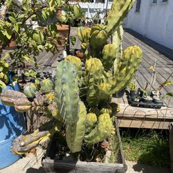 Crested Monstrose Cactus