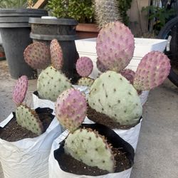 Purple Cactus 