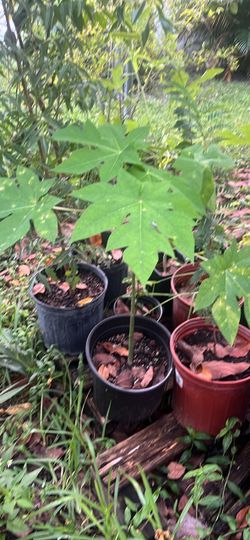 Papaya Tree in Nursery Pot