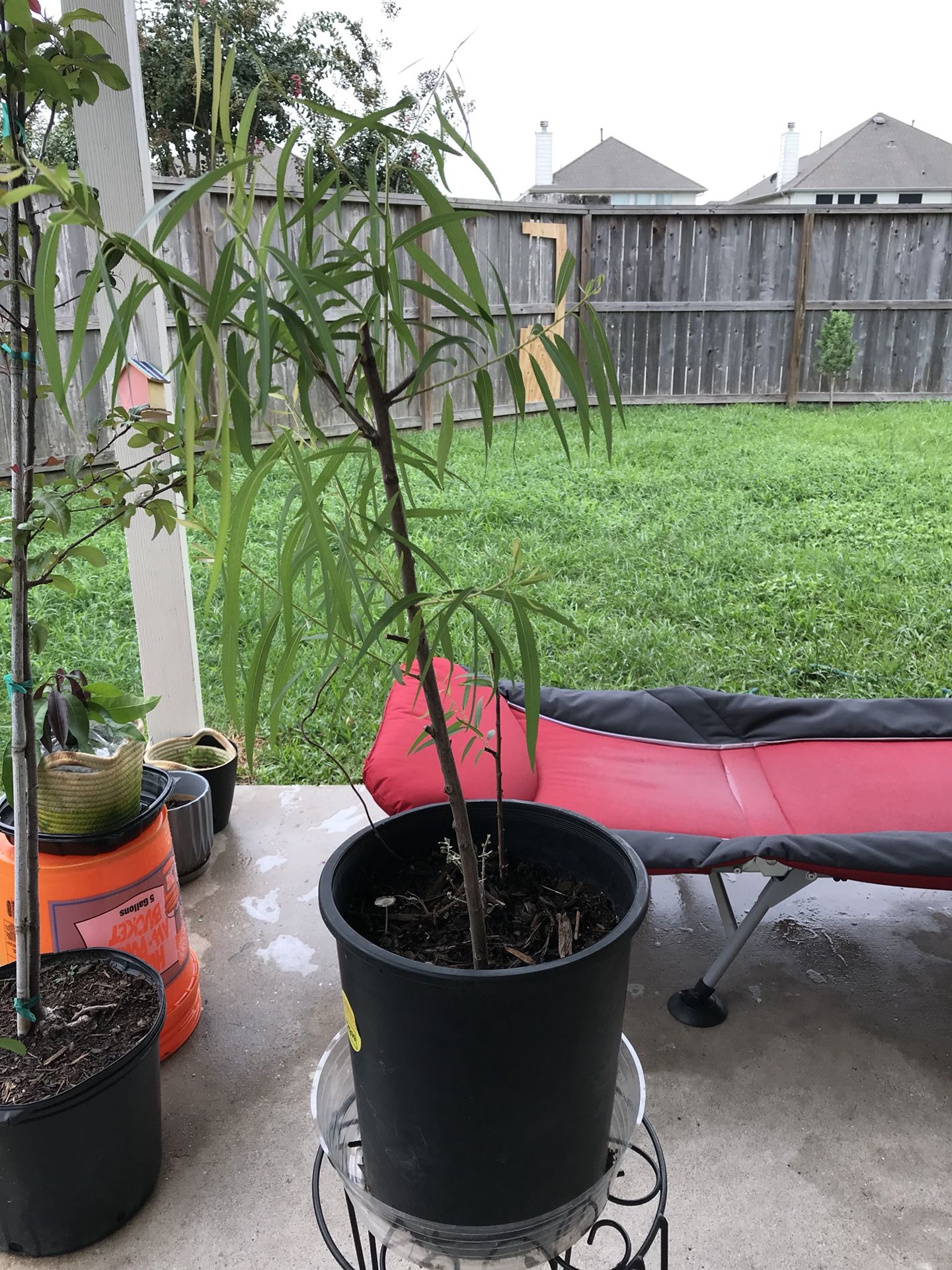 Weeping willow tree
