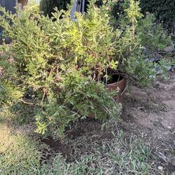 2 Citronella Plants In Clay Pots 
