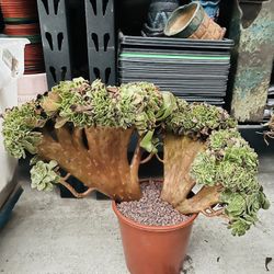 Aeonium Halloween Crest Imported 