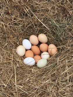 Chicken eggs Pasture