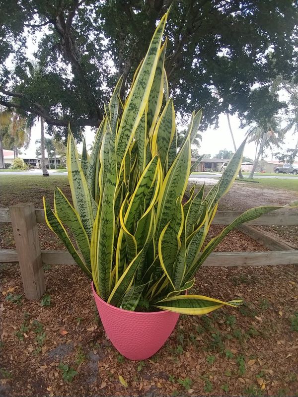Giant variegated snake plant 48" in 14"x 16" pot for Sale Giant variegated snake plant 48" in 14"x 16" pot for Sale