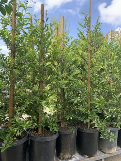 carolina cherry laurel, English laurel for  hedge and privacy 15gal 