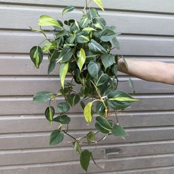 6” brazilian philodendron