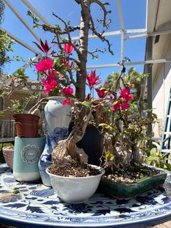 Bougainvillea bonsai