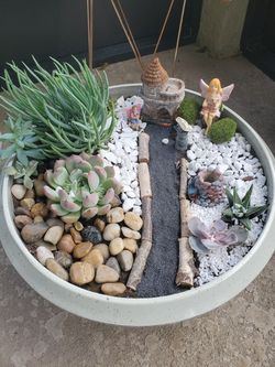 Suculent mini garden